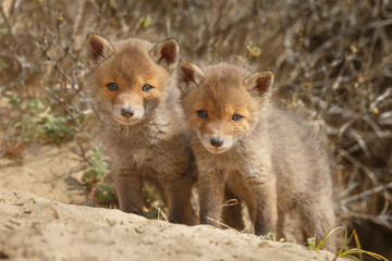 Naklejka na ściany i meble Red fox cubs in nature in springtime