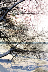 tree branches in the winter sun