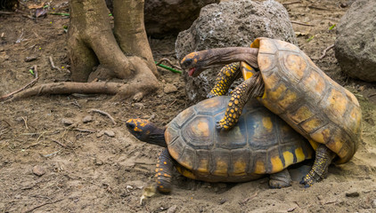 couple of yellow footed tortoises mating during breeding season, Vulnerable reptile specie from...