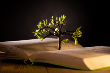 growing tree with green leaves from an open book