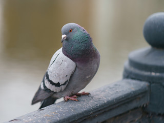 The dove standing on the waterfront and  looking 