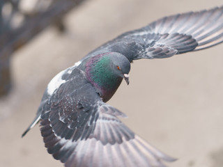 Landing of city pigeon on the river embankment. Dove cuts the air with wings widly open