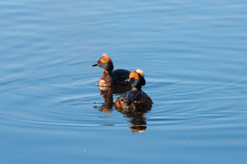 Horned grebe in a pond looking for mating in breeding plumage