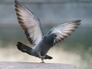 Landing of city pigeon on the river embankment. Dove cuts the air with wings widly open