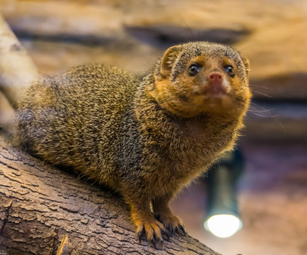 the face of a common dwarf mongoose looking into the camera, cute and popular pet, tropical animal from Africa