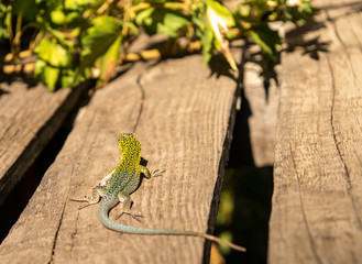 lizard