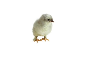 Cute little French Blue Copper Maran chicken / chick isolated over a white background. 