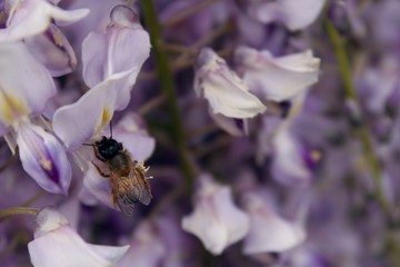A bee sits on a purple flower of Wisteria sinensis.A honeybee pollinates a purple flower of Wisteria sinensis.