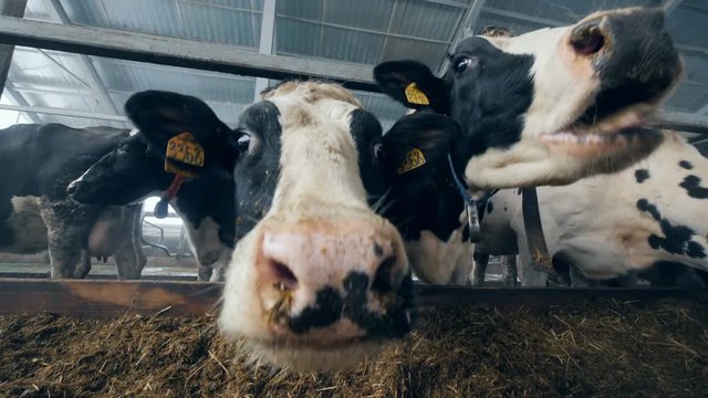 Nebs of cows in a close up during feeding process