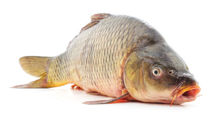 One raw fish.