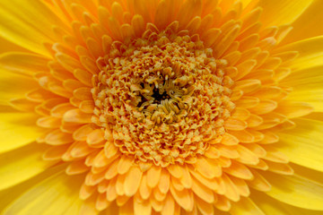 Pistils, stamens, petals of a beautiful, spring, blooming gerbera close-up, macro.