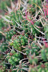 Abstract Close Up of a Cactus Succulent Plant 