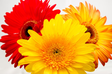  Beautiful spring, blooming bouquet of gerberas, on a white background close-up, macro