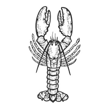 Lobster sea animal sketch engraving vector illustration. Scratch board style imitation. Black and white hand drawn image.