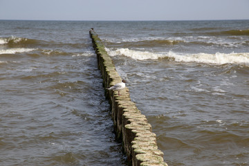 Groynes in the Baltic Sea with small waves in the seaside resort of Zempin on the island of Usedom