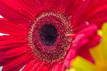  Pistils, stamens of a beautiful, magnificent, blooming, spring gerbera close-up. Macro.