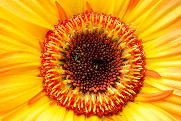 Pistils, stamens, petals of a beautiful, spring, blooming gerbera close-up, macro.