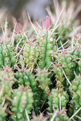 Abstract Close Up of a Cactus Succulent Plant 