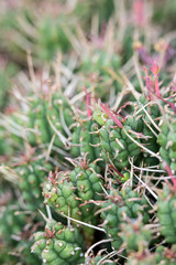 Abstract Close Up of a Cactus Succulent Plant 