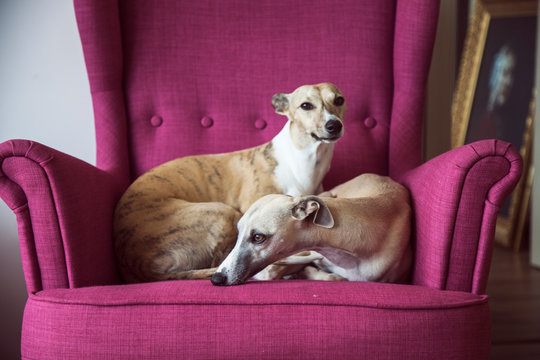 Beautiful view of Dogs on the Sofa