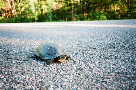 Road Side Turtle