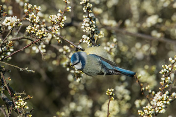 Blue tit feeding on a blackthorn bush