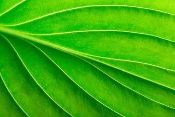 Texture of a green leaf as background