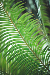 nature poster. leaf of palm