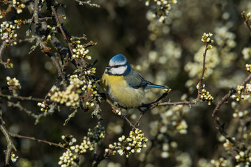 Blue tit feeding on a blackthorn bush