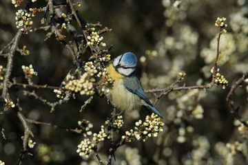 Blue tit feeding on a blackthorn bush