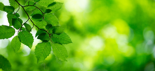 green leaves background in sunny day