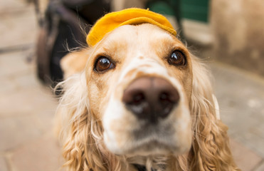 Portrait of a dog