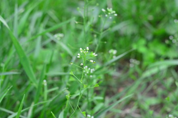 green grass with water drops