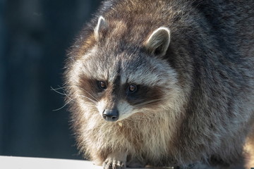 Waschbär