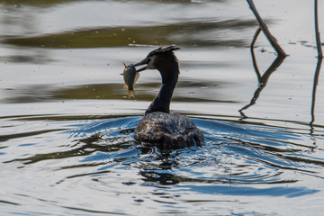 Great crested grebe fishing a Cyprinidae in a pond