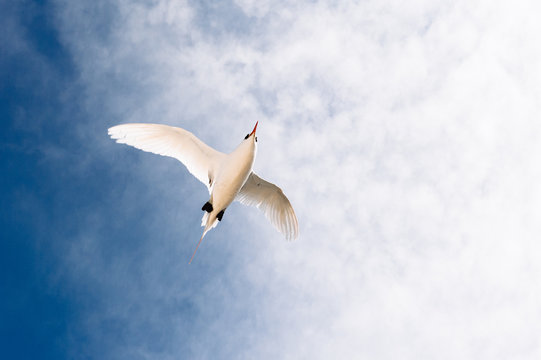 Flying Tropic Bird