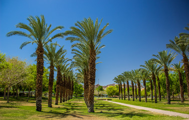 Fototapeta premium palm trees park outdoor city square ecological green space for walking and promenade, bright colors and summer hot season weather time 