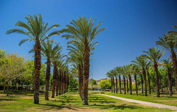 palm trees park outdoor city square ecological green space for walking and promenade, bright colors and summer hot season weather time 