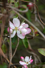 Obraz na płótnie Canvas Apple blossom tree in spring