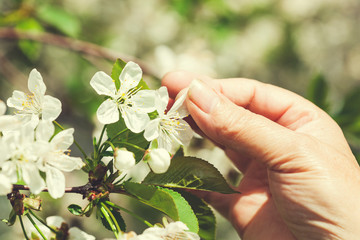 woman hand flowers in tree
