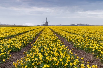 Dutch landscape with tulips and windmills