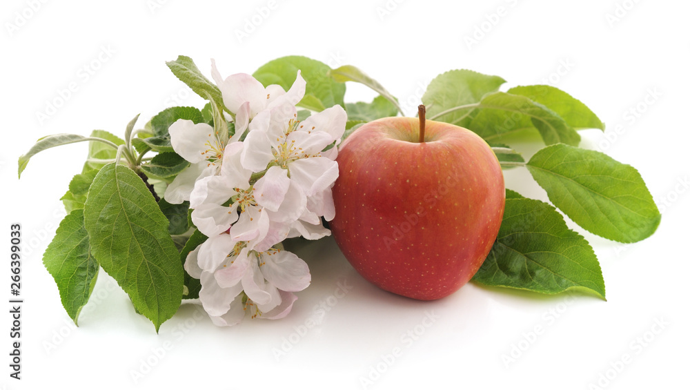 Canvas Prints flower of apple and apple.