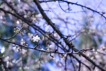 Spring Blossoms