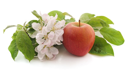 Flower of apple and apple.