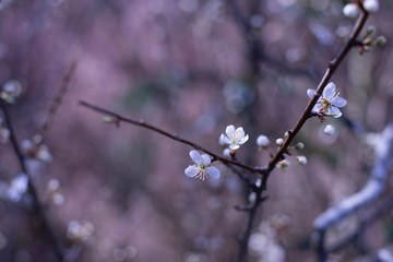 Spring Blossoms