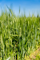 Wheat field in Spring
