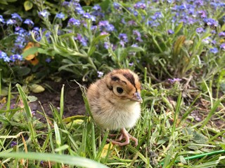 one day old pheasant chick in outdoor environments  