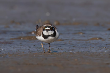 Little ringed plover, real wildlife