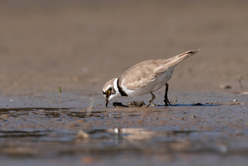Little ringed plover, real wildlife