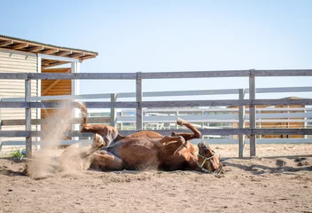 Foto op Plexiglas portrait of funny horse laying on ground in paddock © vprotastchik
